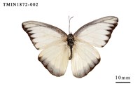 藏品(異色尖粉蝶)的圖片